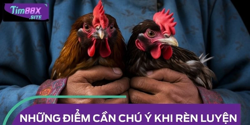 Những điểm cần chú ý khi rèn luyện gà hồi mã thương