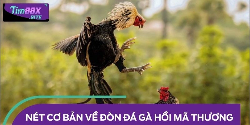 Những nét cơ bản về đòn đá gà hồi mã thương bạn nên biết