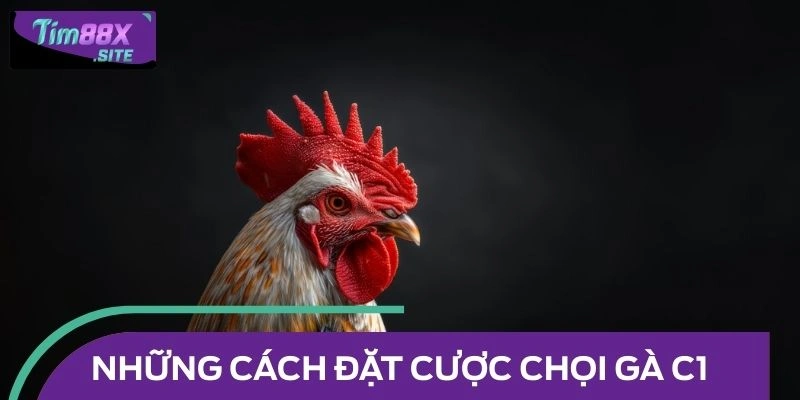 Những cách đặt cược chọi gà C1 tại nhà cái đang thịnh hành