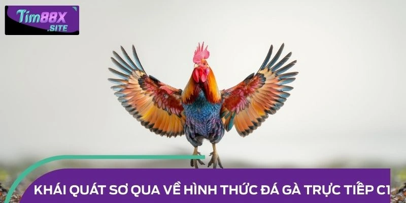 Khái quát sơ qua về hình thức đá gà trực tiếp C1 cho người mới