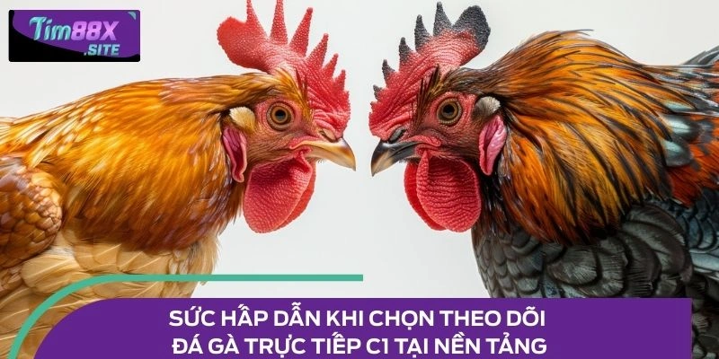 Sức hấp dẫn khi chọn theo dõi đá gà trực tiếp C1 tại nền tảng