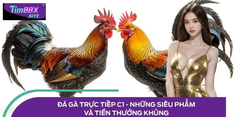 Đá Gà Trực Tiếp C1 - Những Siêu Phẩm Và Tiền Thưởng Khủng