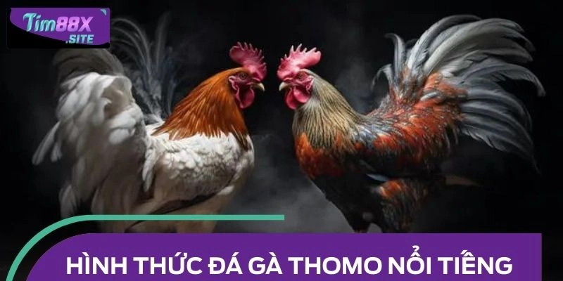 Những hình thức đá gà Thomo nổi tiếng được yêu thích trong 2025