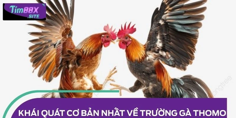 Khái quát cơ bản nhất về trường gà Thomo cho ai mới tìm hiểu