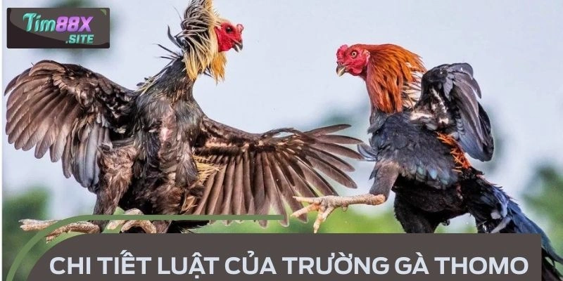 Tổng hợp chi tiết luật của trường gà Thomo